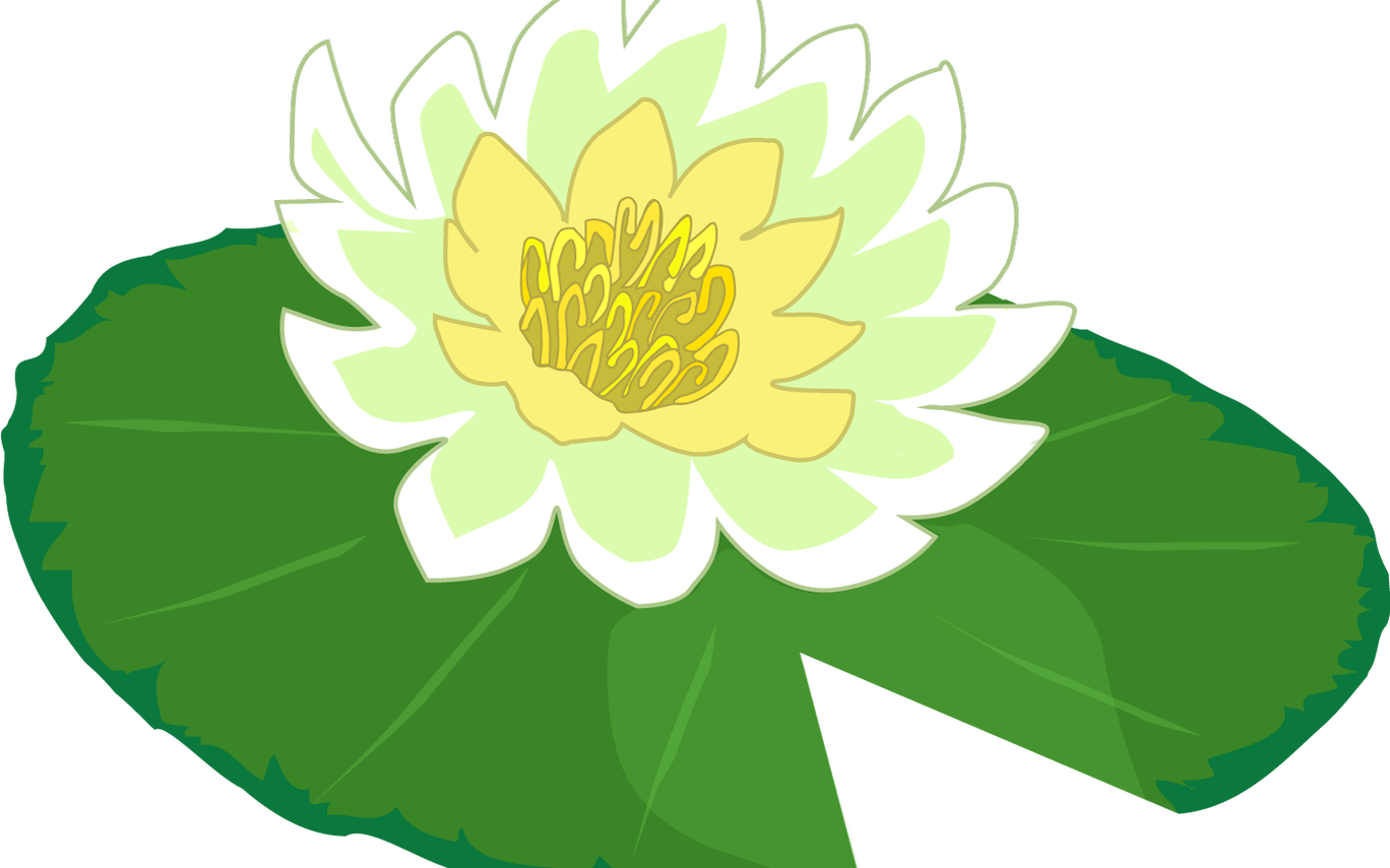 Blooming Water Lily Illustration