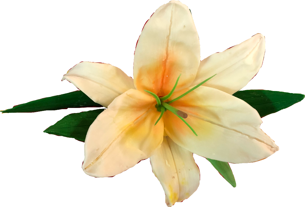 Blooming White Lily Flower