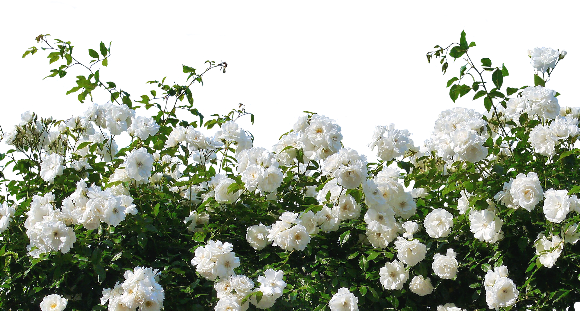 Blooming White Rose Shrub