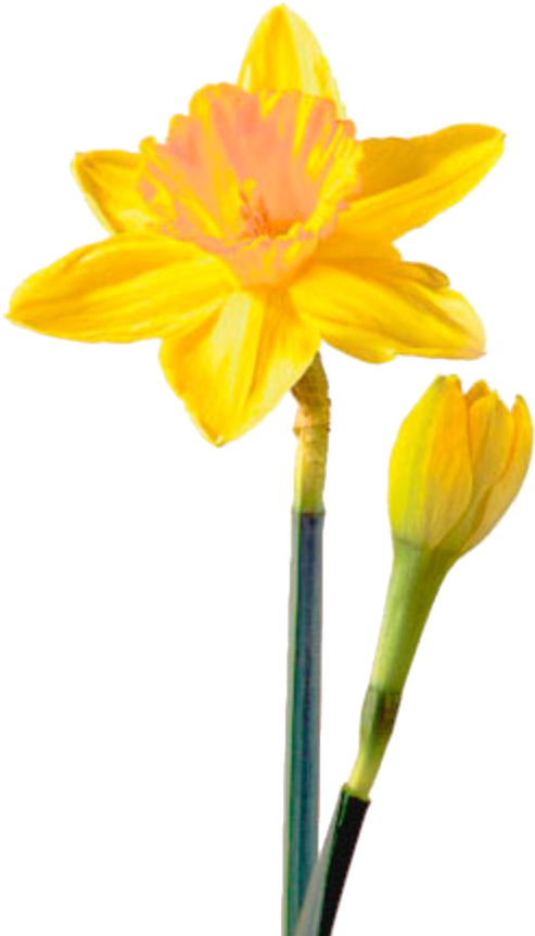 Blooming Yellow Daffodil Flower