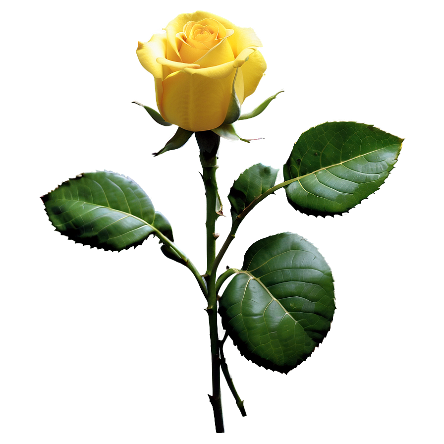 Blooming Yellow Rose Png Wbr