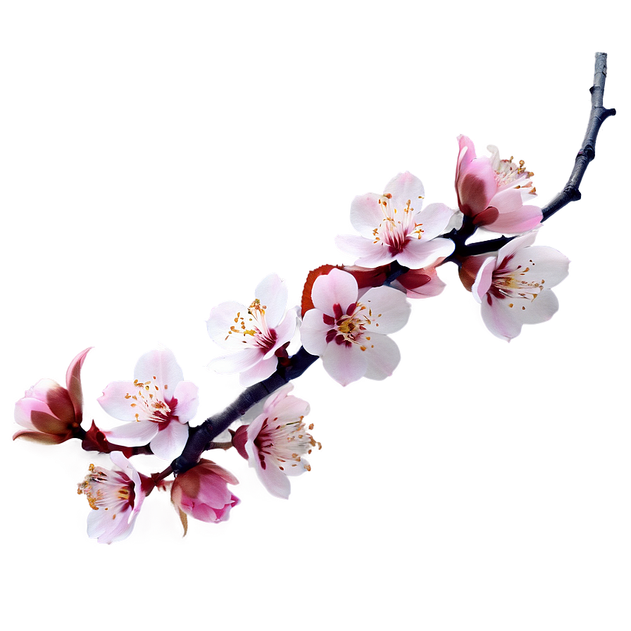 Blossom Aesthetic Png 06252024