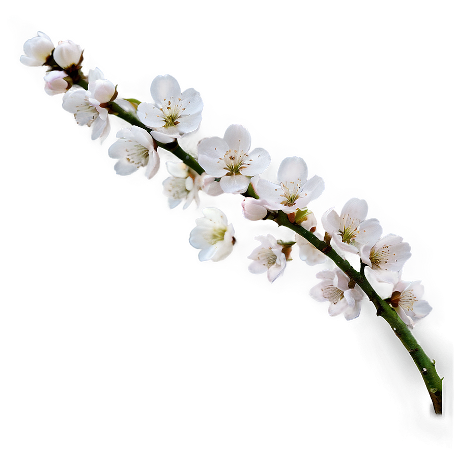 Blossom Texture Png 82