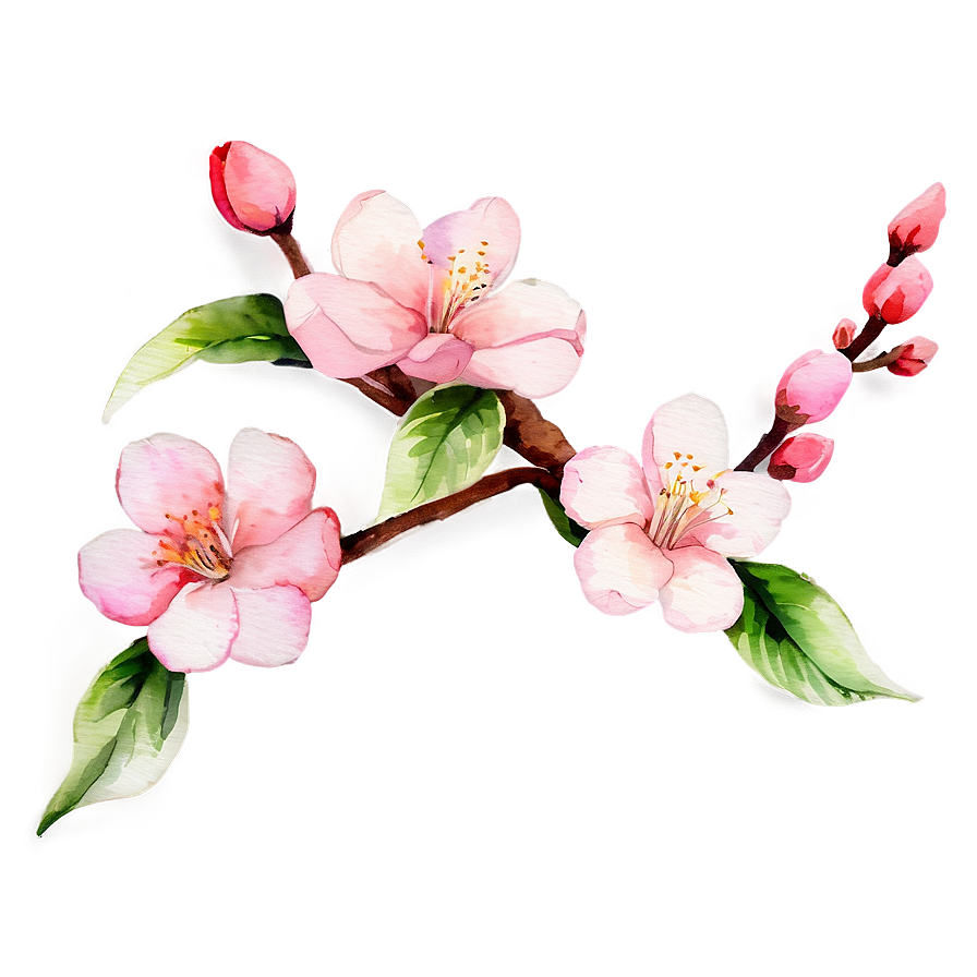 Blossom Watercolor Png 99