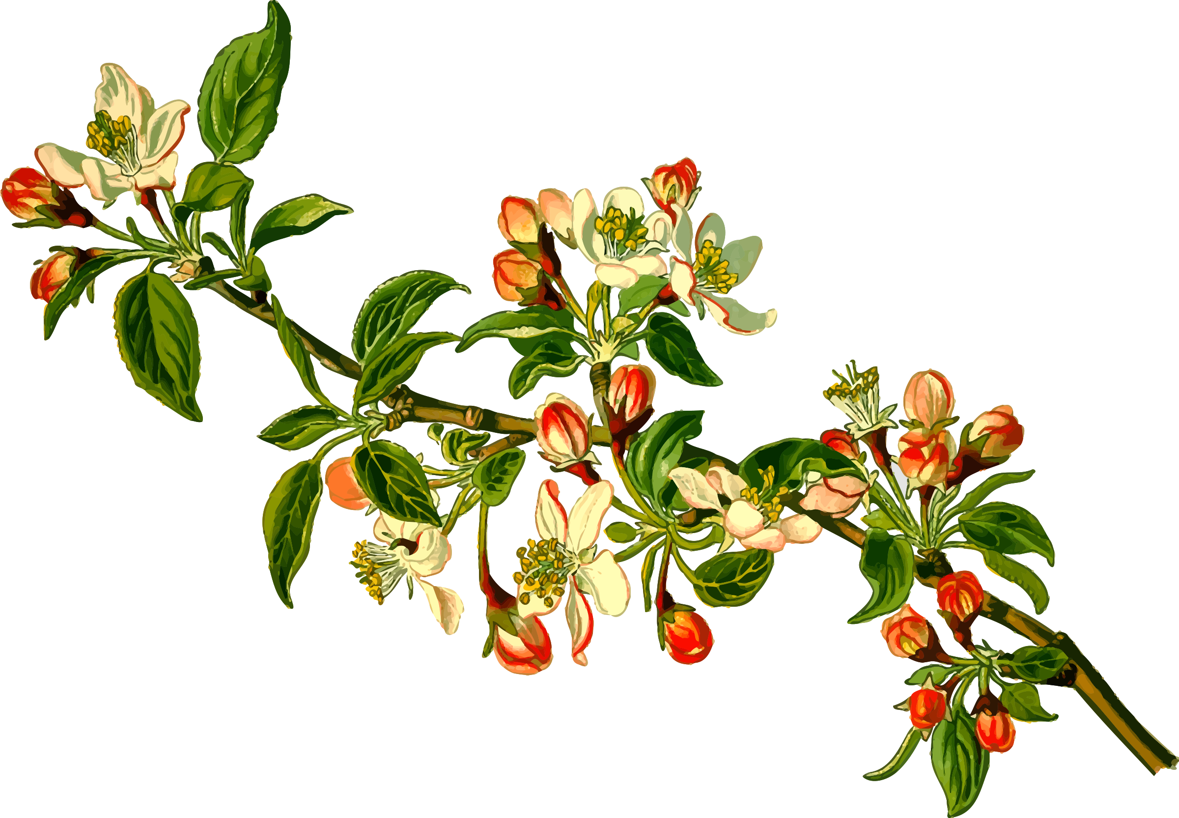 Blossoming Apple Branches.png