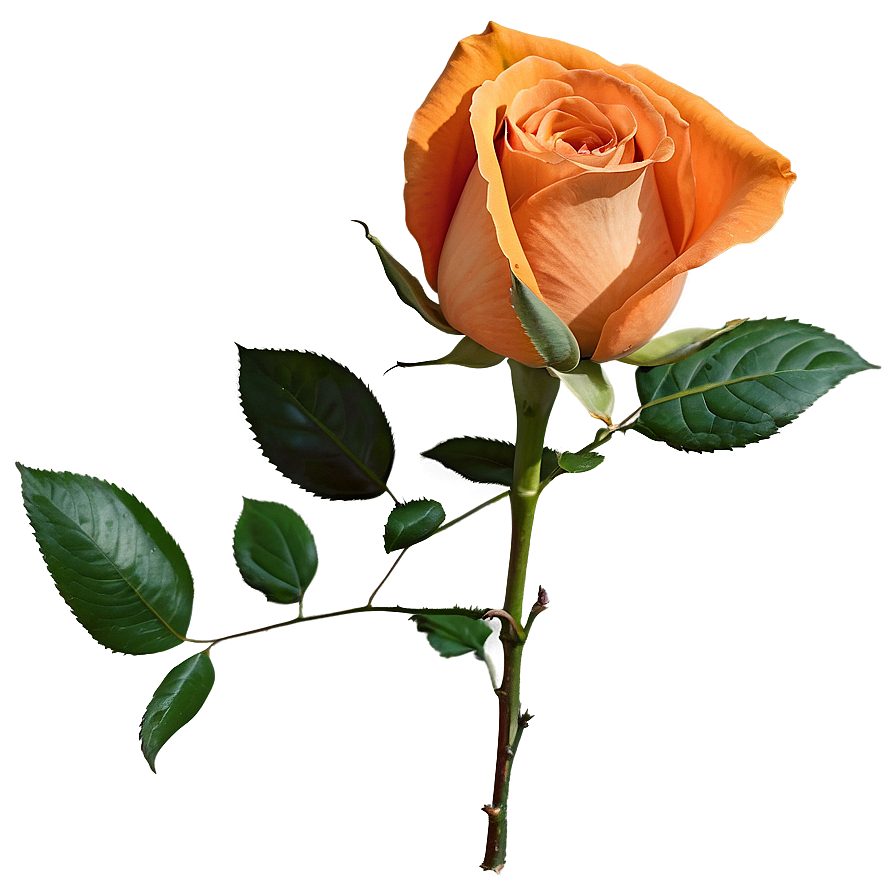 Blossoming Orange Rose Png 57