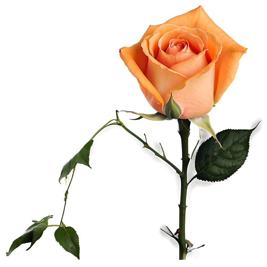 Blossoming Orange Rose Png Ecq51