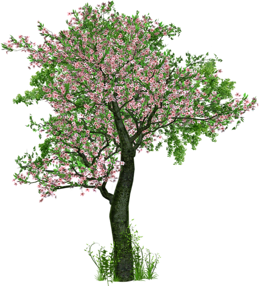 Blossoming Pink Flower Tree