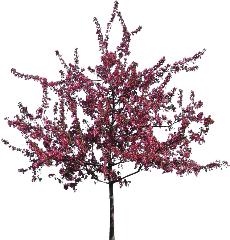 Blossoming Pink Flower Tree