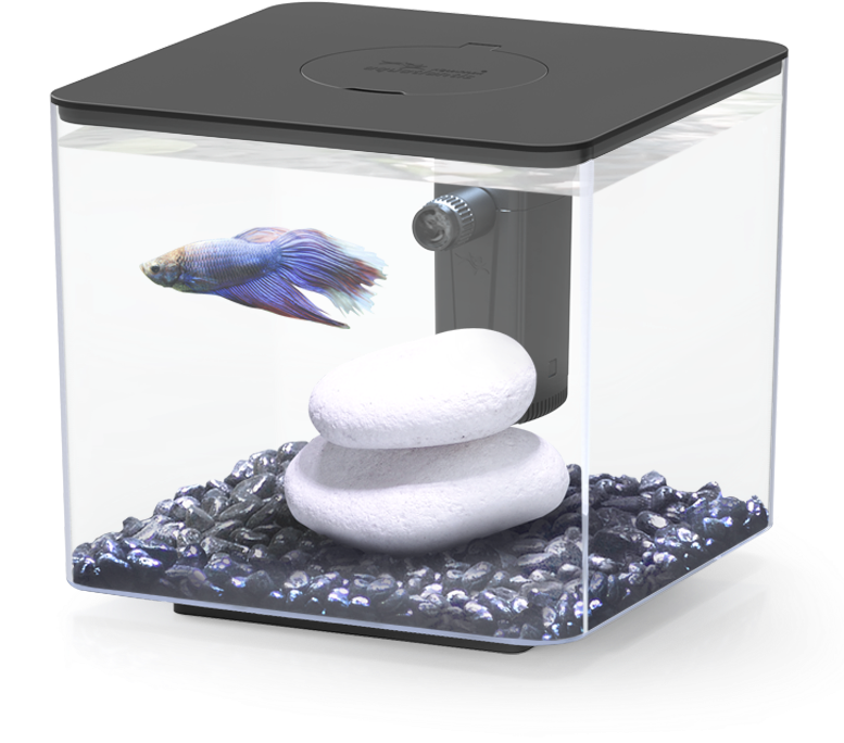 Blue Betta Fishin Aquarium