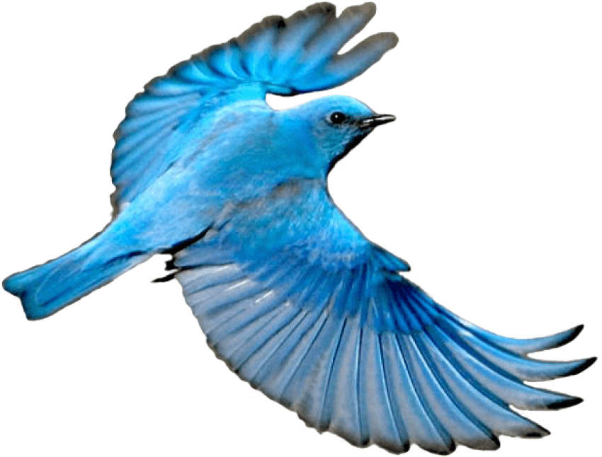 Blue Bird In Flight.png