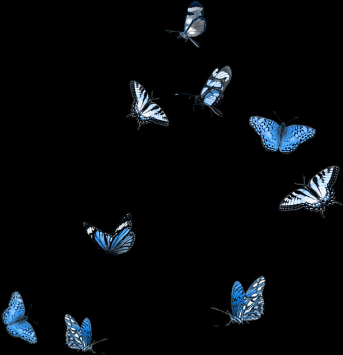 Blue_ Butterflies_ Black_ Background