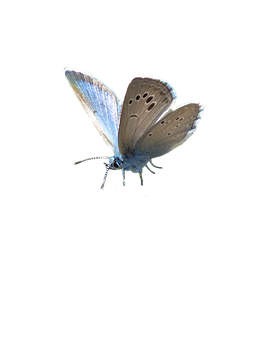 Blue Butterfly Black Background