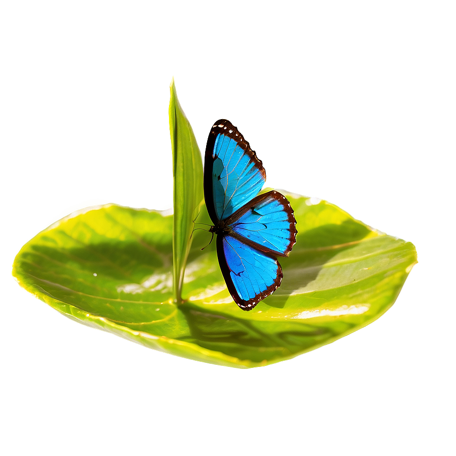 Blue Butterfly In Sunlight Png 05212024