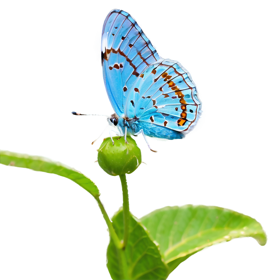 Blue Butterfly In Sunlight Png Ibp