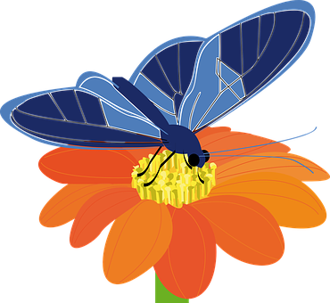 Blue Butterfly On Orange Flower