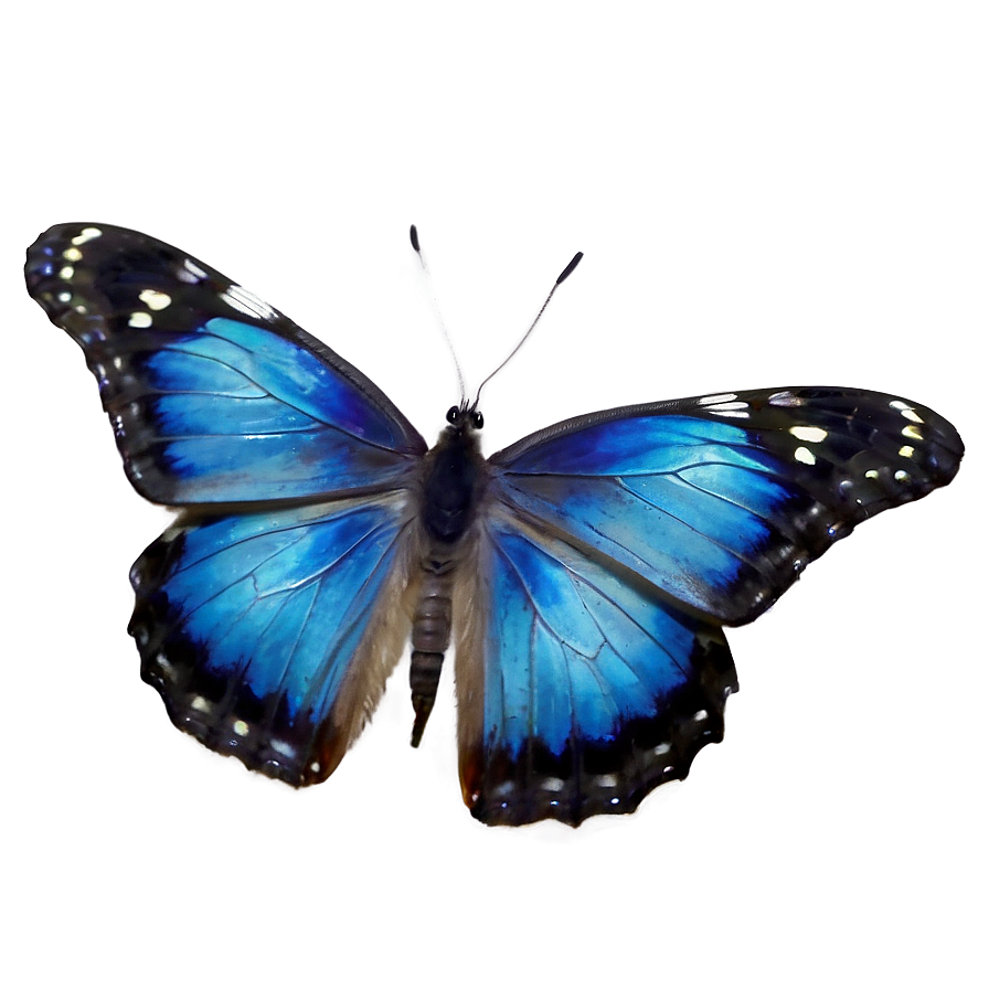 Blue Butterfly Transparent Background Png 99