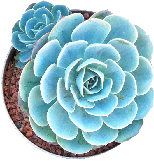 Blue_ Echeveria_ Succulent_ Top_ View