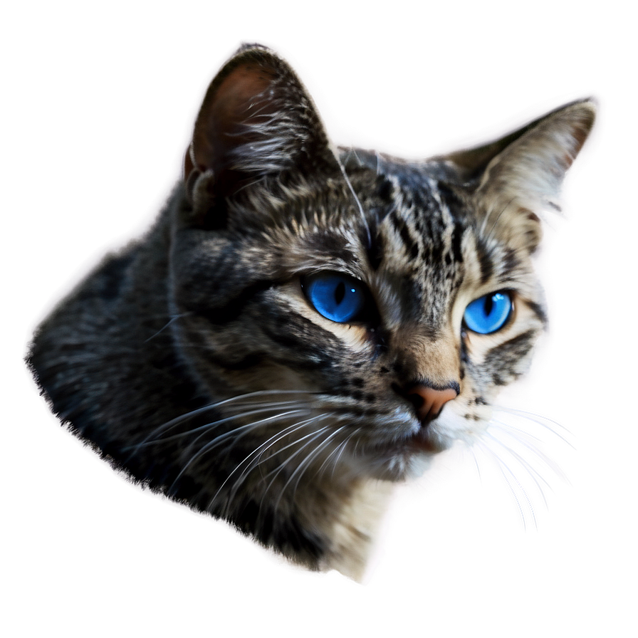 Blue-eyed Cat Picture Png 1