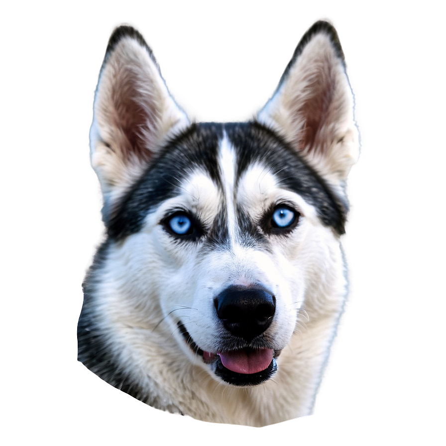 Blue-eyed Husky Png 82