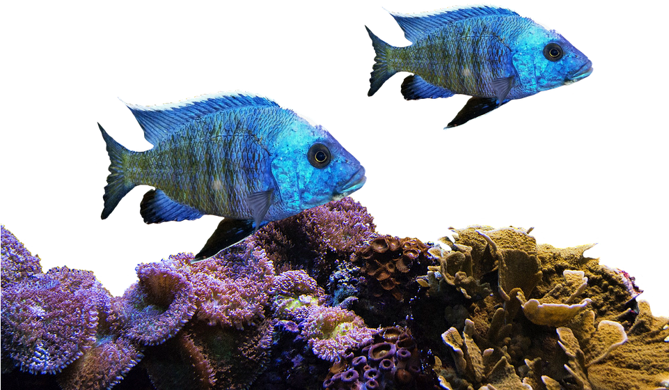 Blue Fish Coral Reef Scene