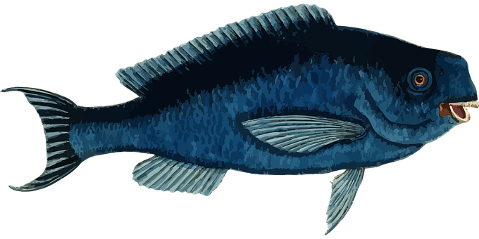 Blue Fish Illustration