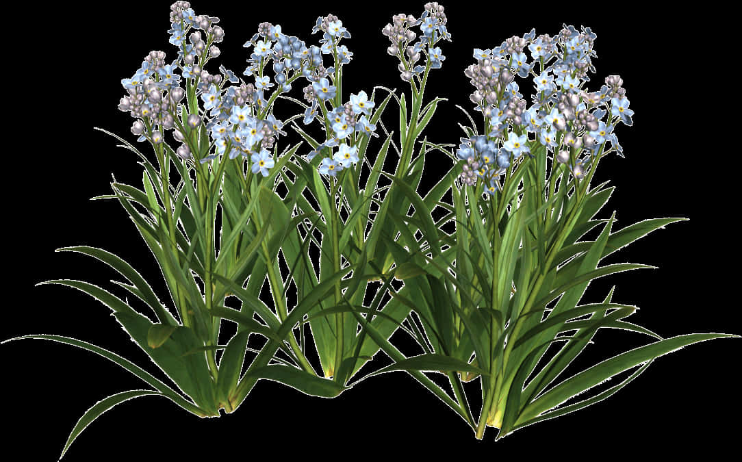 Blue Forget Me Nots Transparent Background