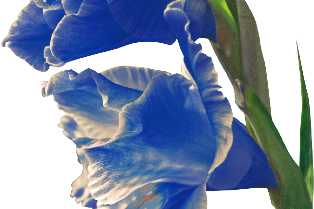 Blue Gladiolus Flowers