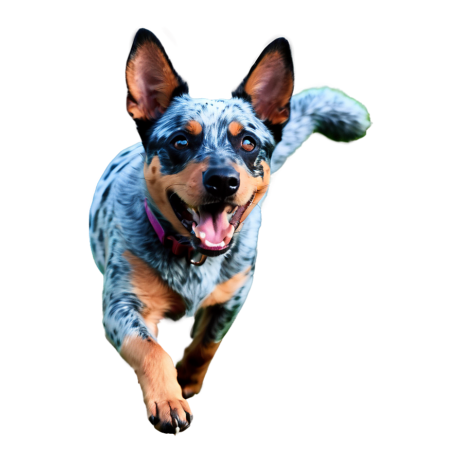 Blue Heeler At Play Png 06282024