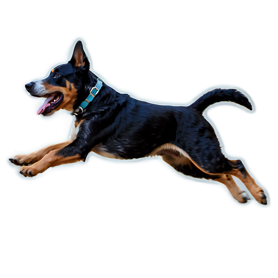 Blue Heeler Leaping Png 40