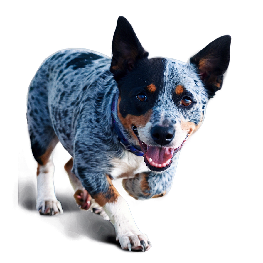 Blue Heeler On Walk Png 53