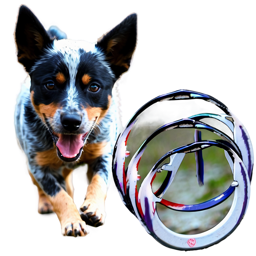 Blue Heeler With Frisbee Png 44