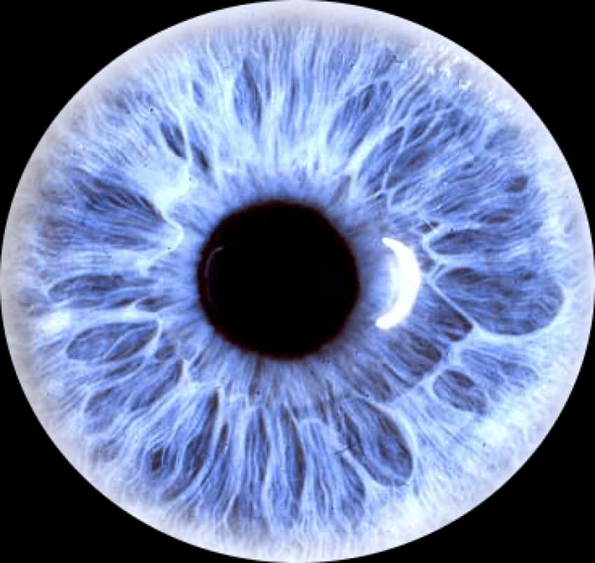 Blue Human Eye Closeup