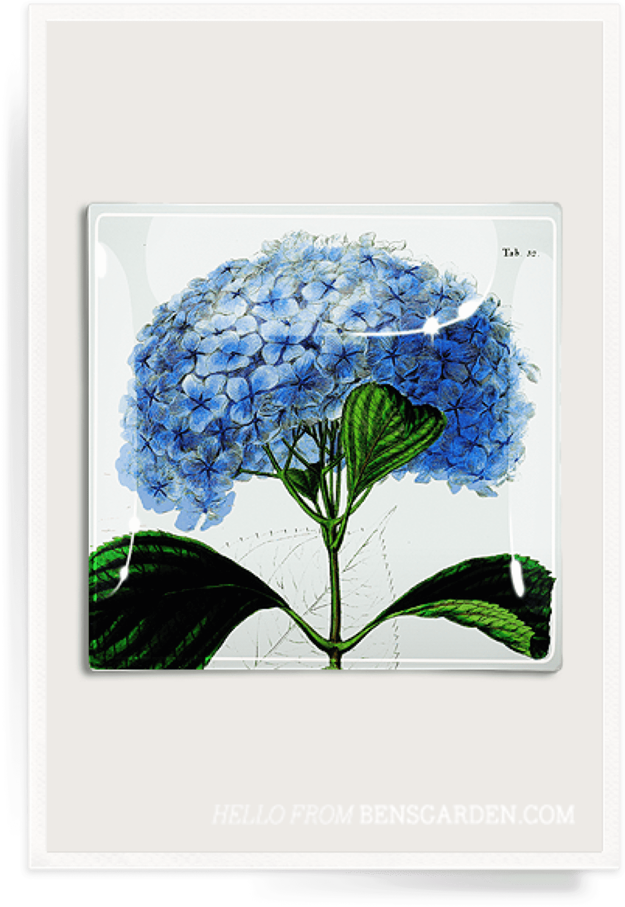 Blue Hydrangea Illustration