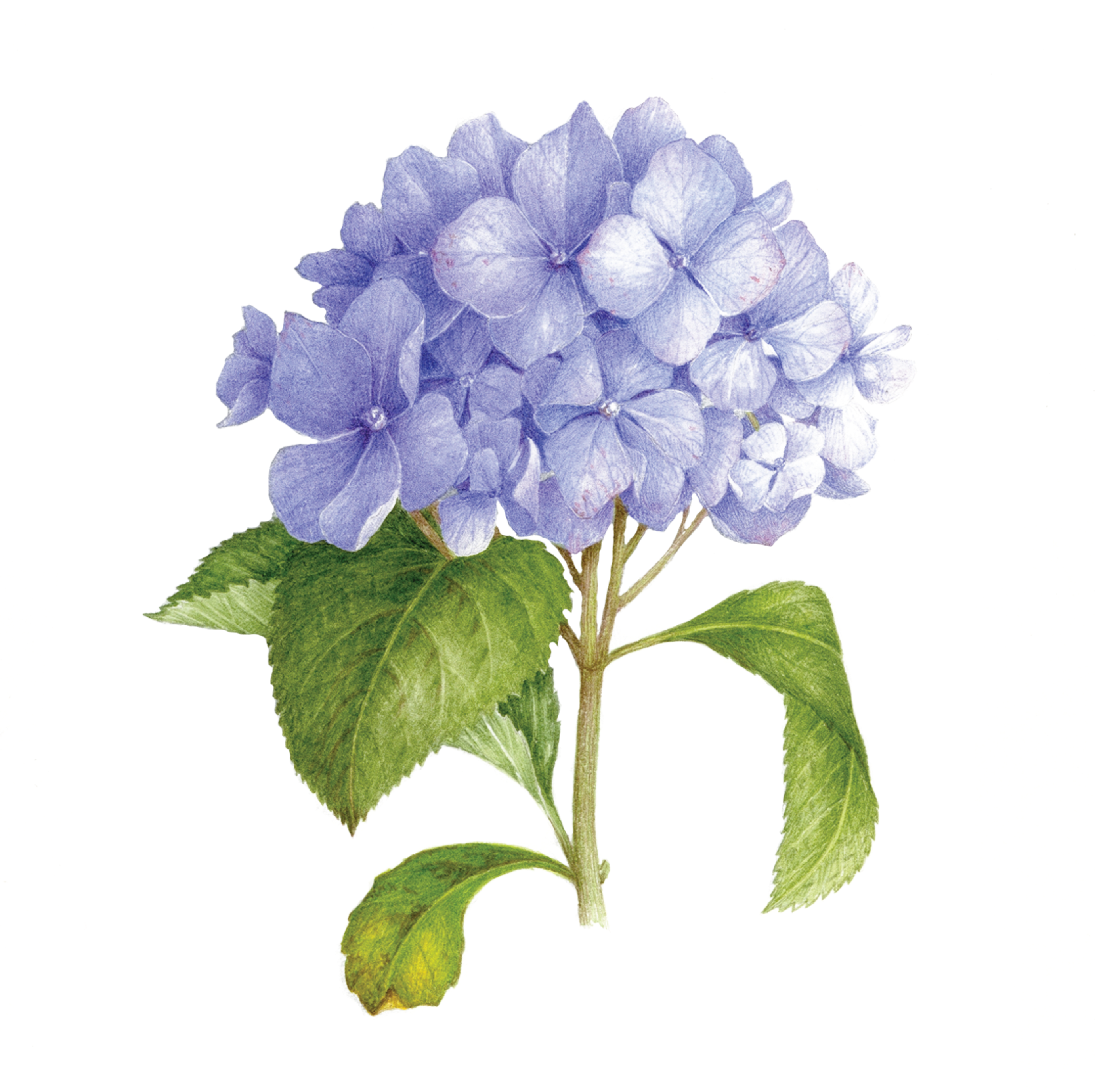 Blue Hydrangea Illustration