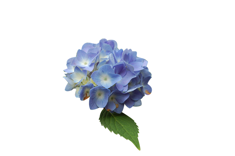 Blue Hydrangea Isolatedon Gray Background