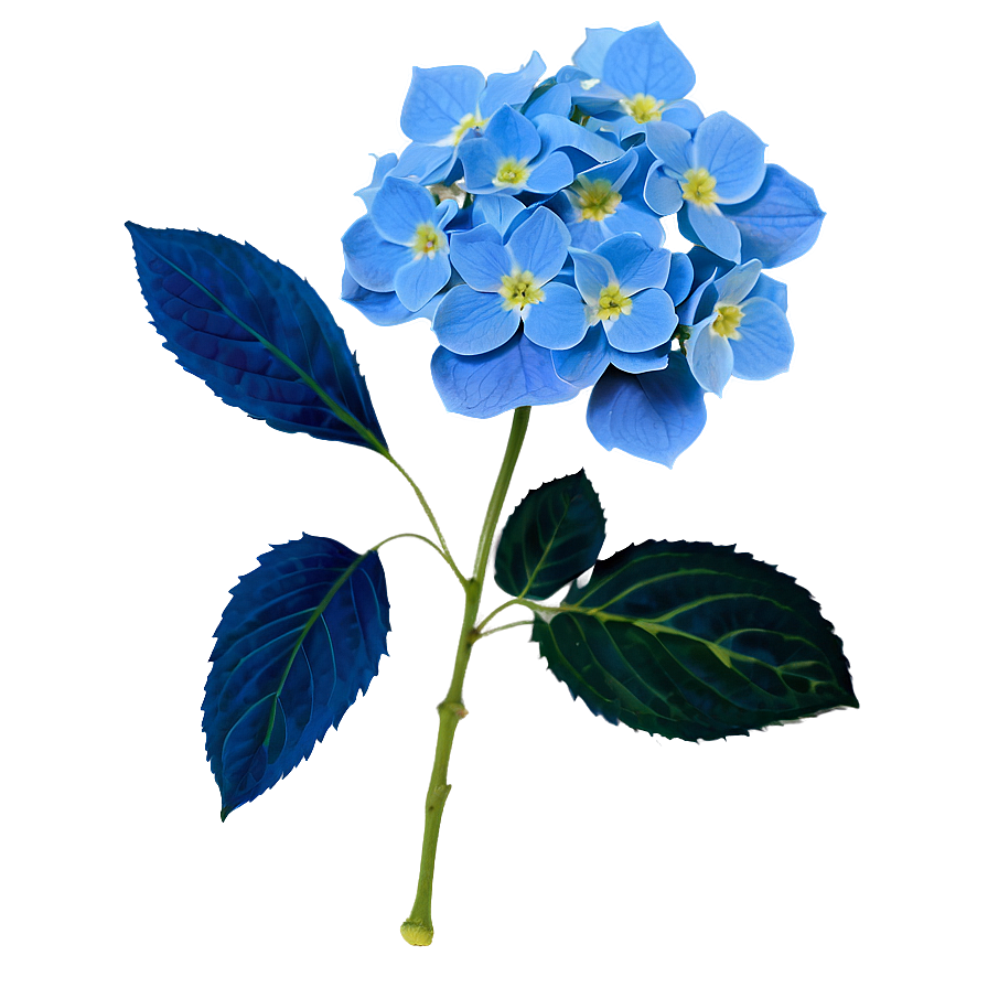 Blue Hydrangea Png 05242024