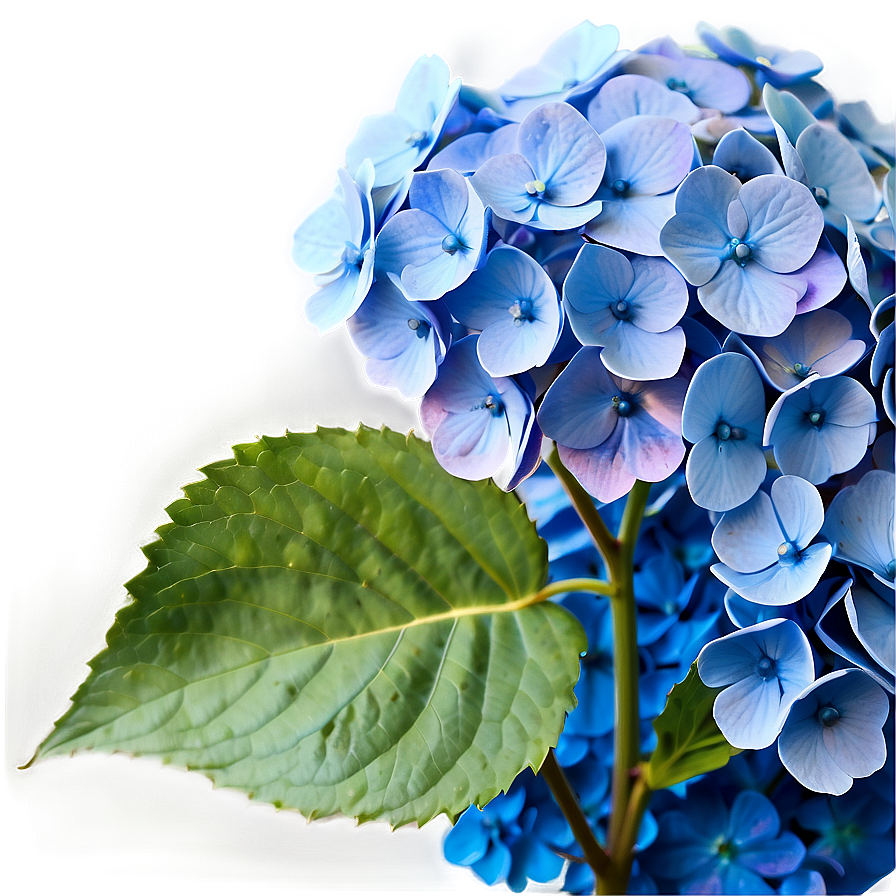 Blue Hydrangea Png Wsg