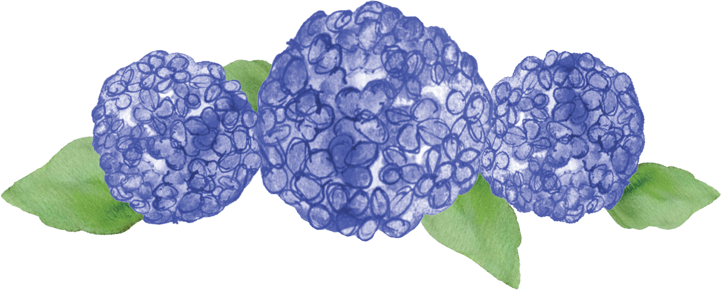 Blue Hydrangea Watercolor Illustration