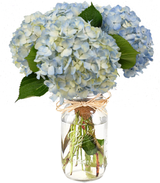 Blue Hydrangeasin Mason Jar