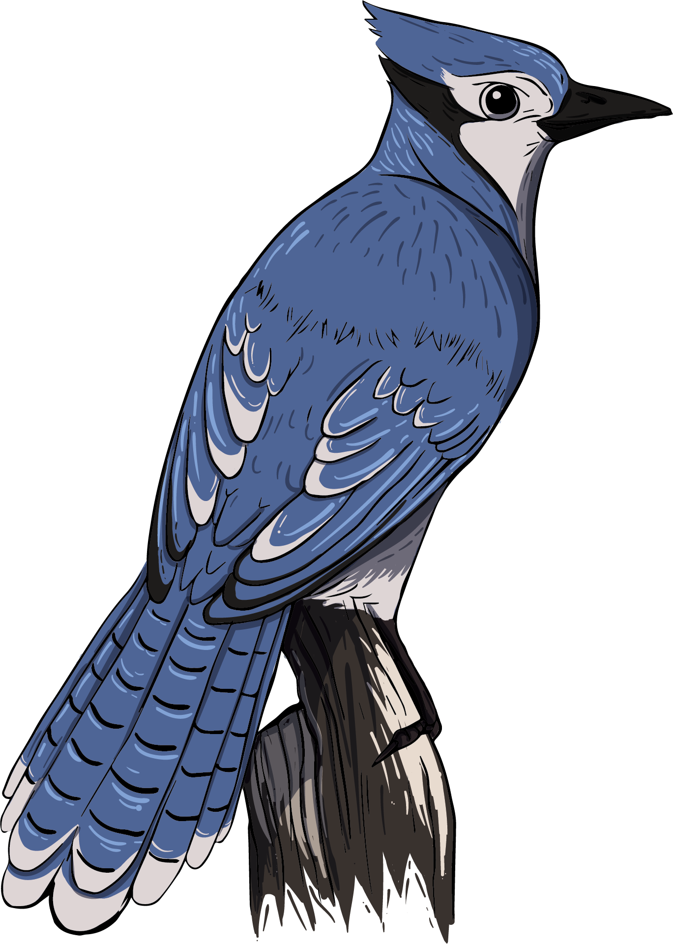 Blue Jay Illustration.png