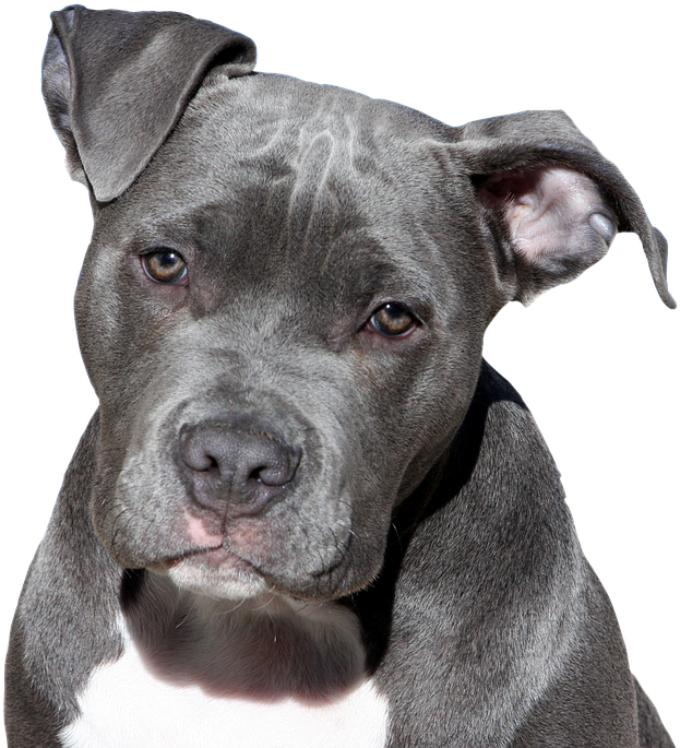 Blue Nose Pitbull Portrait