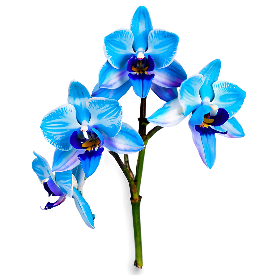 Blue Orchid Png 05242024