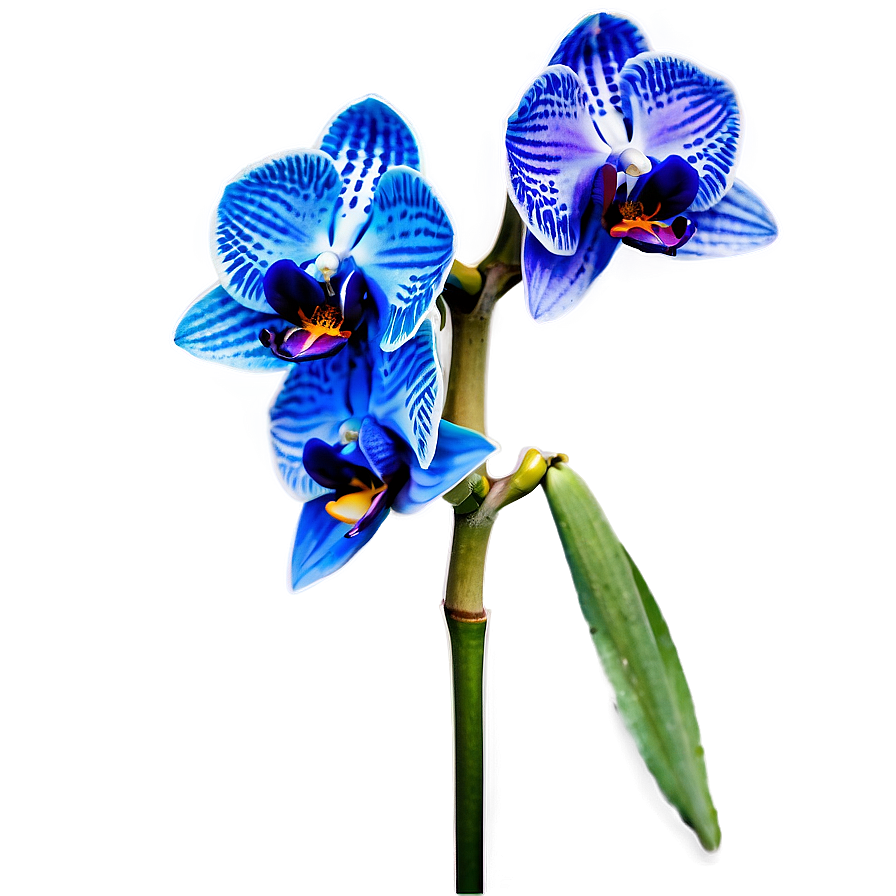 Blue Orchid Png 05242024