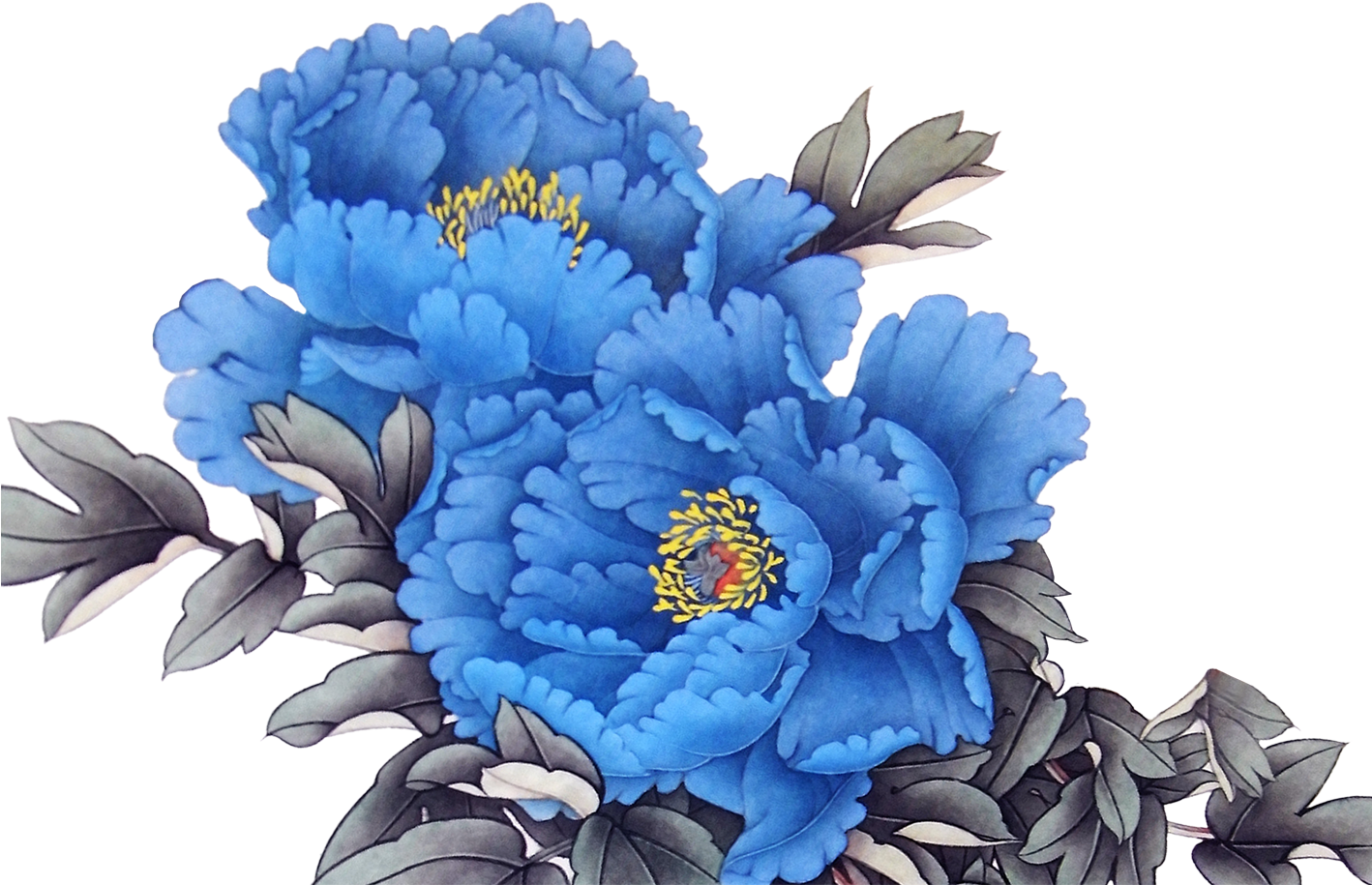 Blue Peony Illustration