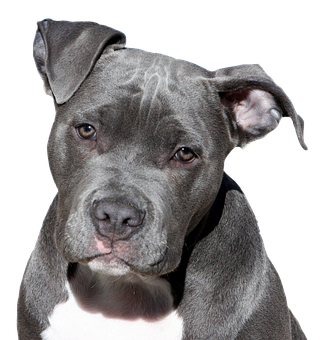 Blue Pitbull Portrait Black Background