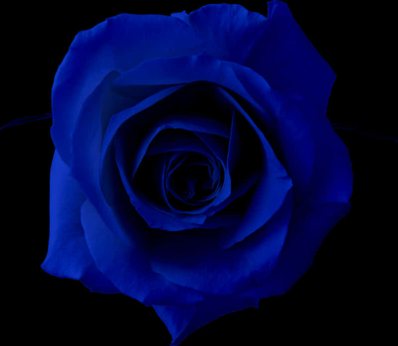 Blue Rose Black Background