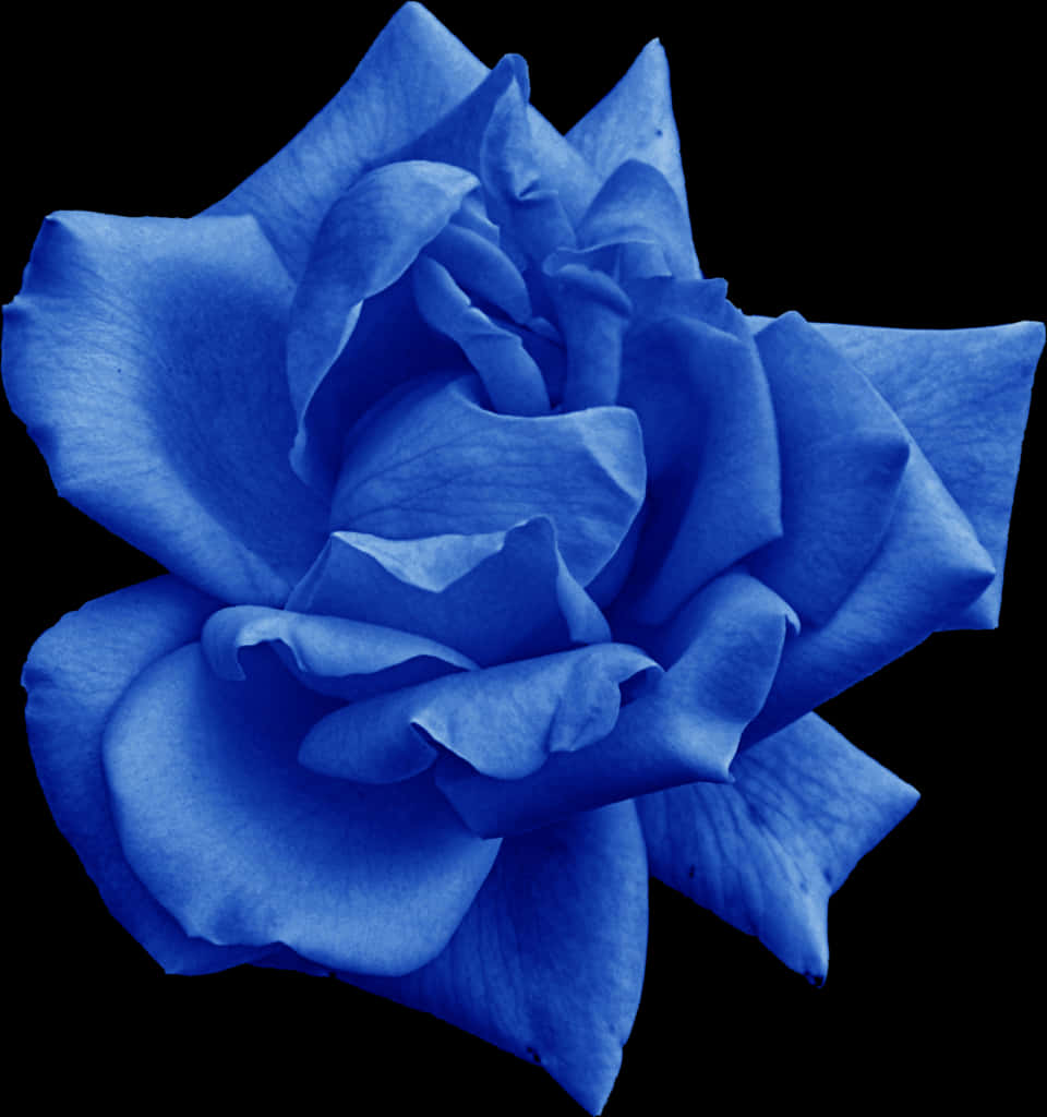 Blue Rose Black Background