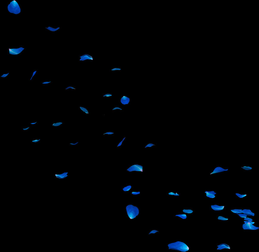 Blue Rose Petals Falling Dark Background