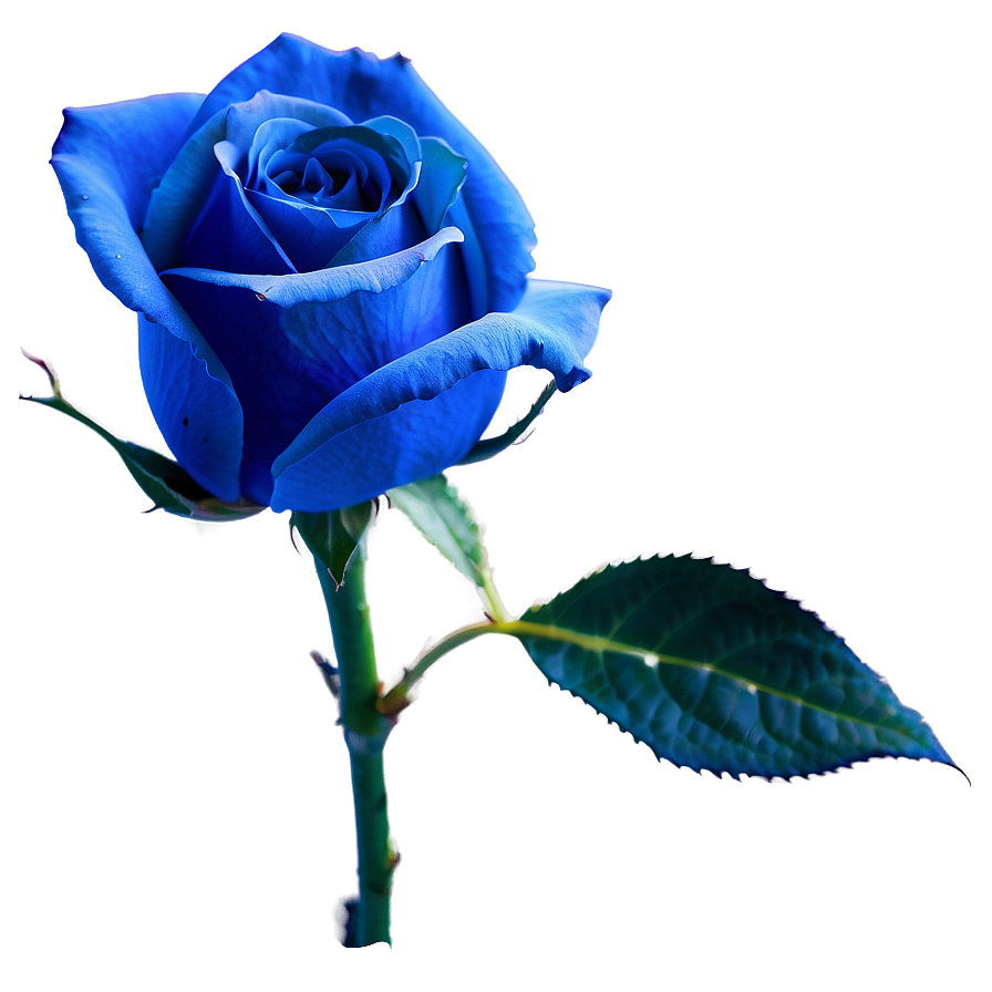 Blue Rose Png 10